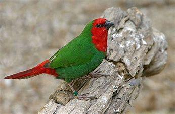 Image 1 of Parrot finch red blue or sea greens wanted