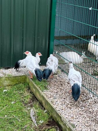 Image 1 of White eared pheasants for sale