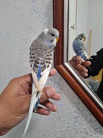 Image 12 of Silly hand tamed baby budgies for sale