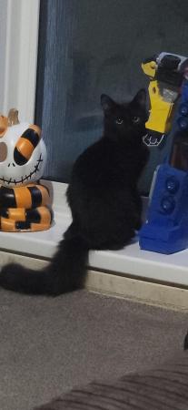 Image 4 of 1 fluffy black Kitten left needing forever home