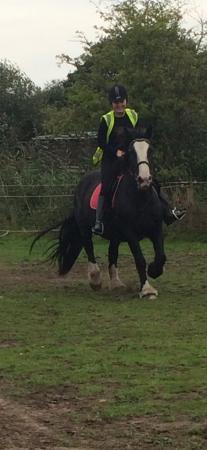 Image 3 of SOLD Lady, 14.3 hh Irishcob mare for sale