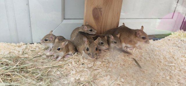 Image 2 of Exotic\Unusual Rodents jirds,gerbils,voles,lemmings