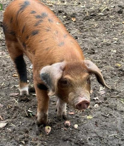 1 Pedigree Oxford Sandy and Black Growing, Breeding Boar — photo 2 of 2