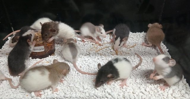 Image 16 of Baby Rats Dumbo's and Straight ears