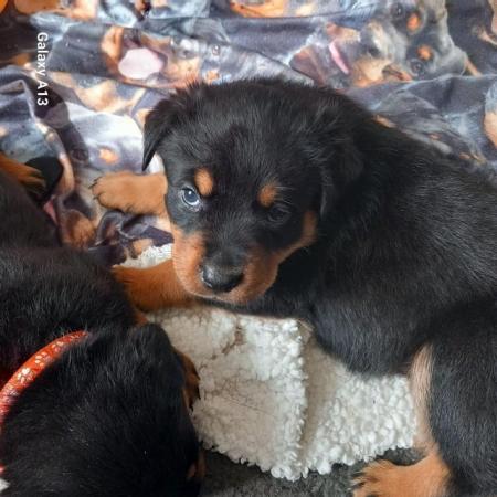 Image 4 of Beautiful Rottweiler puppies for Sale