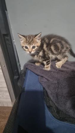 Image 6 of Tabby kittens female and male