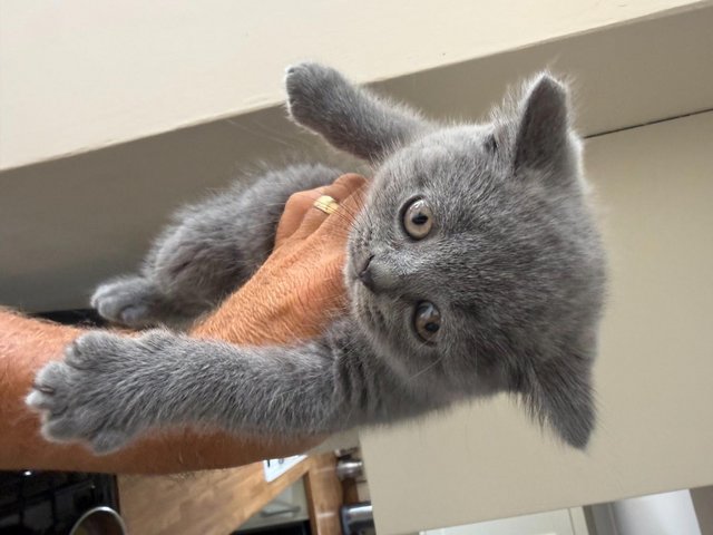 British blue short haired kittens — photo 3 of 4