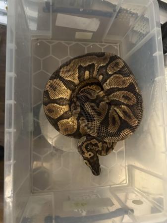 Image 1 of Royal/ball pythons for sale breeding weight female and male