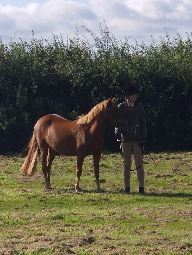 Preview of the first image of 3 year old New Forest mare 12.2hh.