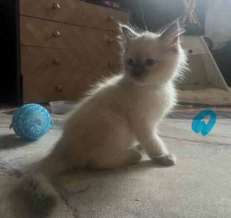 Image 16 of Stunning ragdoll kittens looking for the best homes
