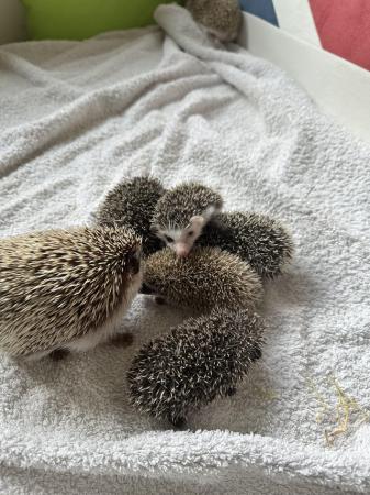 Image 2 of Male Pygmy hedgehogs for sale