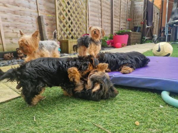 Image 2 of Ready for homes! yorkshire terrier puppies. 2 females left!