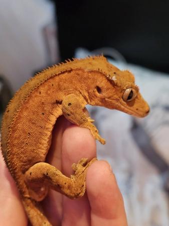 Image 1 of Red phantom bicolour dal crested gecko with red spots