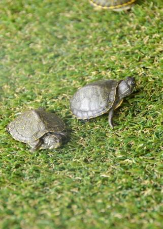 Image 3 of Baby Map Turtles ready to go