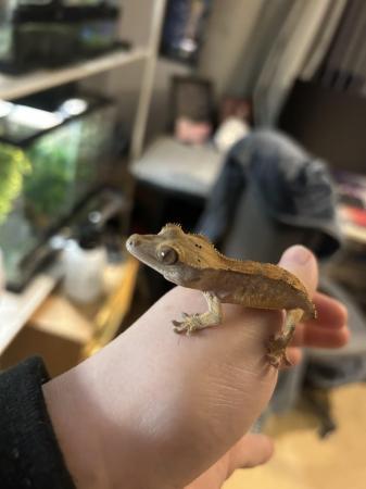 Image 3 of 6 month old crested gecko Unsexed juvenile For sale - £35