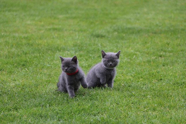 Image 8 of British Blue Kittens for sale