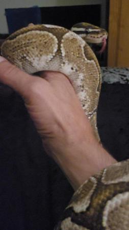 Image 1 of Bamboo Royal Python. Male. Adult. Proven breeder.