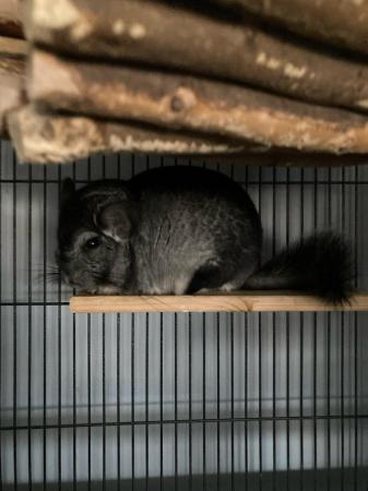Image 7 of 2x chinchillas with large cage