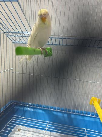 Image 3 of Young albino budgie with cage