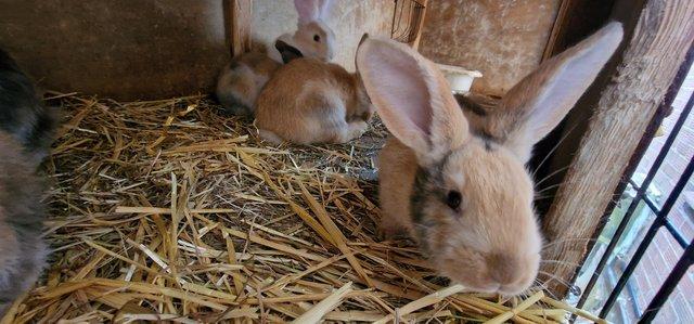 Image 5 of Lop cross giant continental rabbits