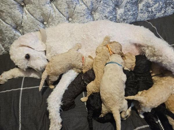 Image 2 of Ready now Standard poodle puppies