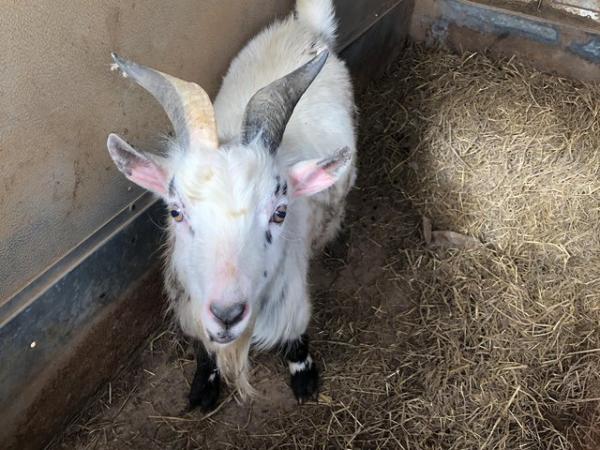 Image 2 of 8 month old billy Pygmy goat forsale