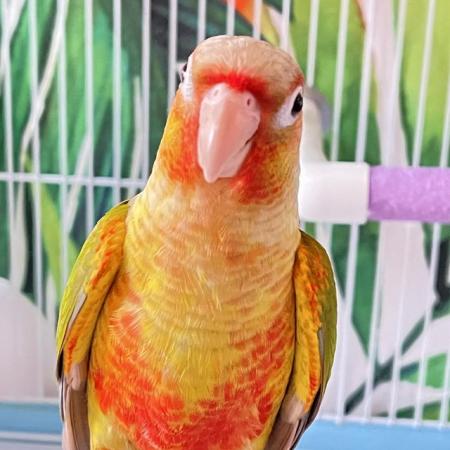 Image 2 of Suncheek Conure Male parrot and dna for sale