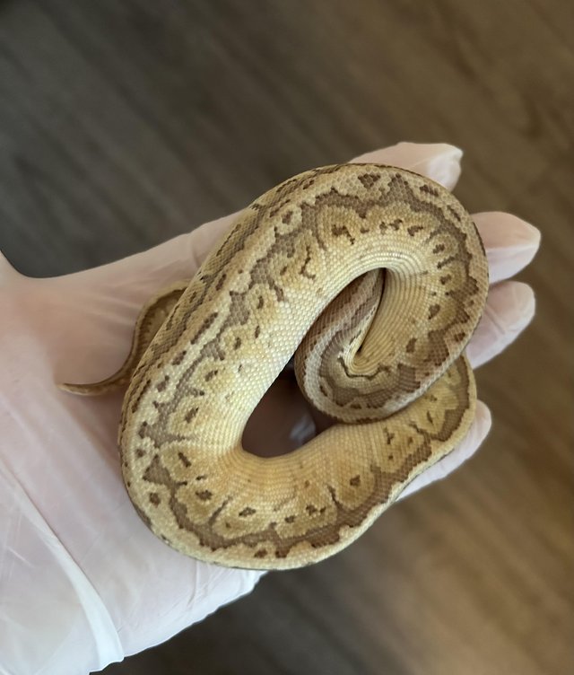 Preview of the first image of Royal Python CB23 Butter Pinstripe Super Pastel Male.