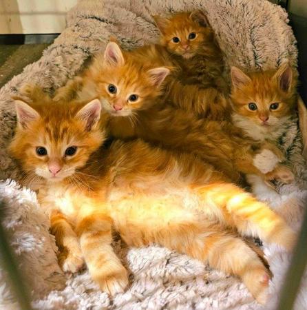 Image 12 of Maine Coon Kittens ONE GIRL LEFT!