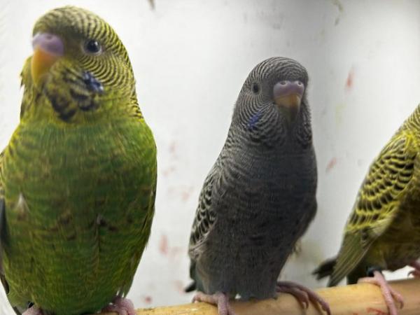 Image 6 of black face budgies and splits