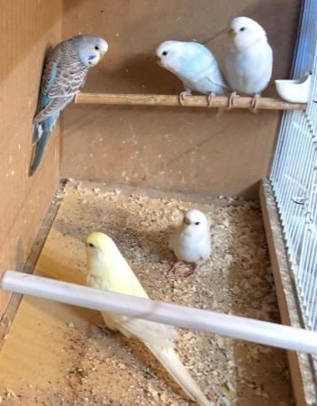 Image 5 of Female budgies looking for good loving homes