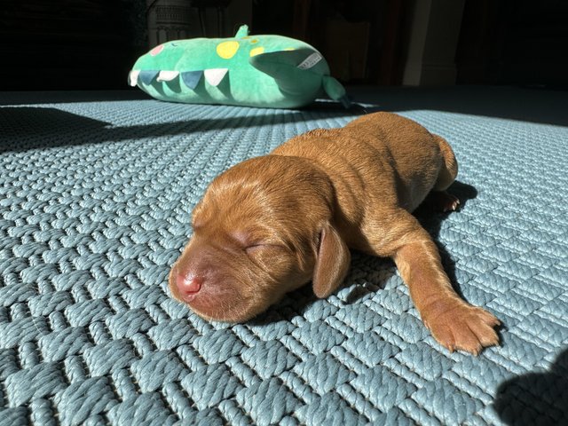 Preview of the first image of KC registered Hungarian Vizsla puppies for sale.
