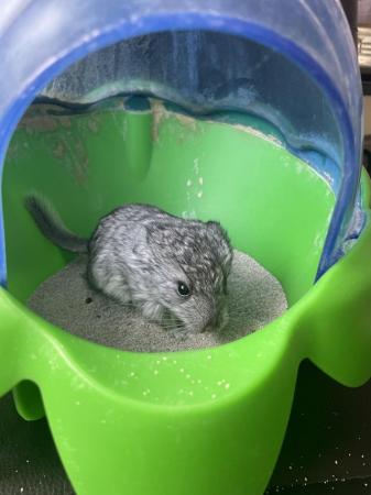 Image 5 of FEMALE CHINCHILLA READY TO LEAVE AT 8 WEEKS