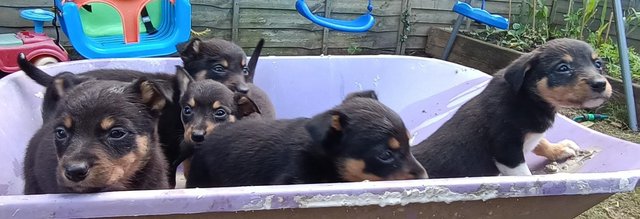 Image 3 of Kelpie X collie puppies