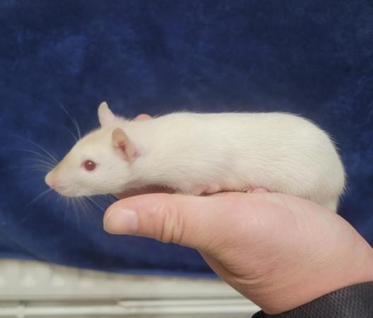 Image 5 of Baby straight hair and double rex male siamese rats
