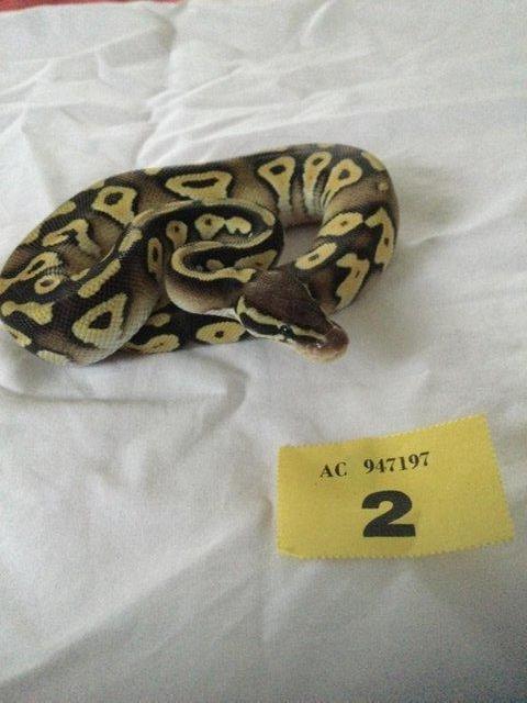 Preview of the first image of Royal python female pastel mojave het ghost.