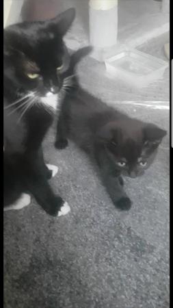 Image 2 of Gorgeous kittens for sale.........