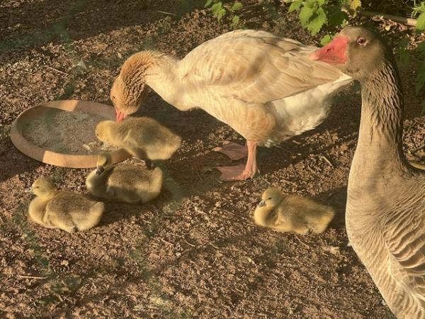 Image 3 of 2 week old goslings for sale