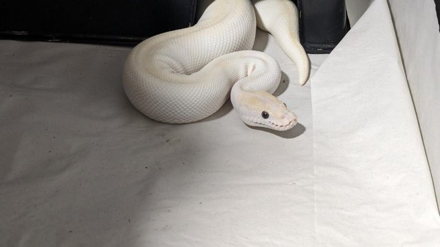 Image 2 of Adult Female Butter Special Ball Python