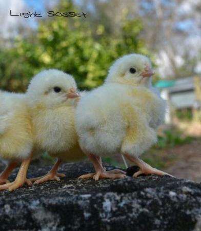 Image 2 of Pure Breed Chicks - available now