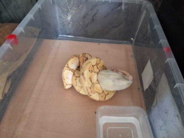A male banana bull python — photo 4 of 4