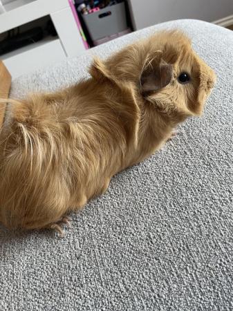 Image 1 of 14 week old male piggie for sale