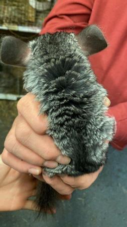 Image 3 of 2 Female dark grey Chinchilla for sale ,18 weeks & 7 months
