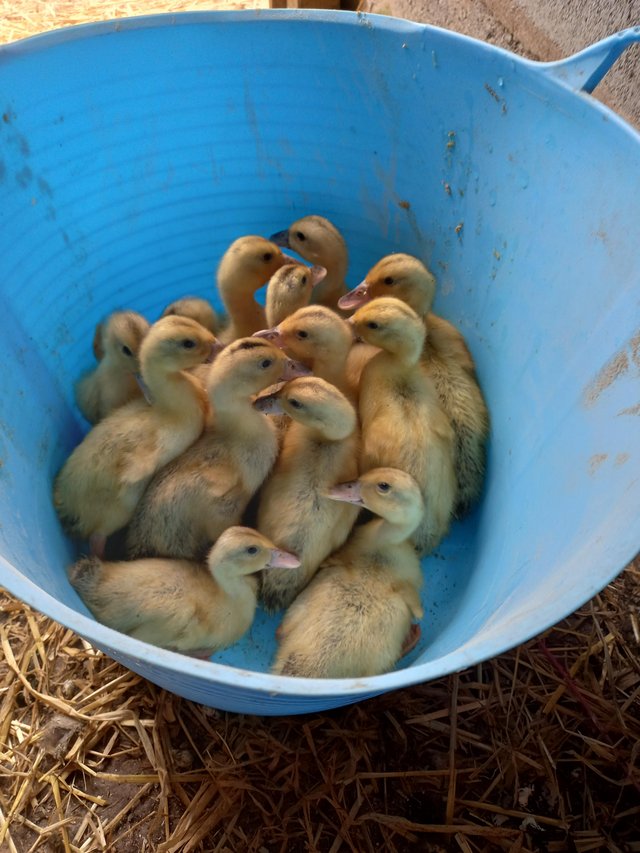 Preview of the first image of Silver appleyard ducklings x13.