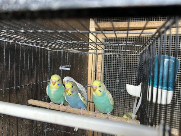 Image 2 of Baby budgies for sale £20 each