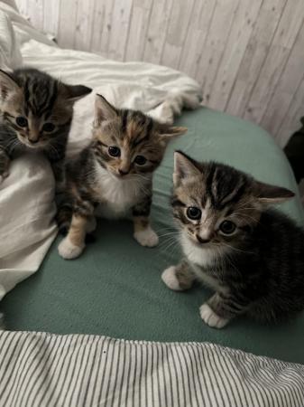 Image 8 of 4 Beautiful Tabby x Siamese kittens