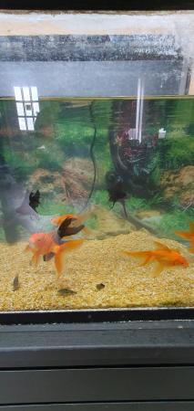 Image 1 of Black Moor Goldfish and Goldfish for sale