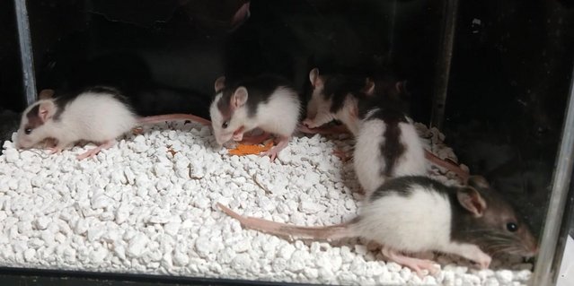 Image 8 of Baby Rats Dumbo's and Straight ears