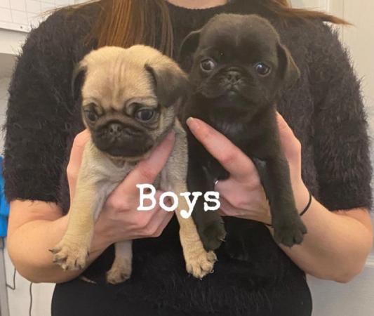 Image 6 of KC fully vaccinated Pug Puppies