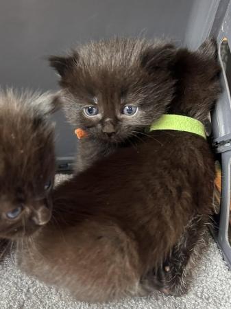 Image 14 of ADORABLE MIXED BREED KITTENS TO RESERVE